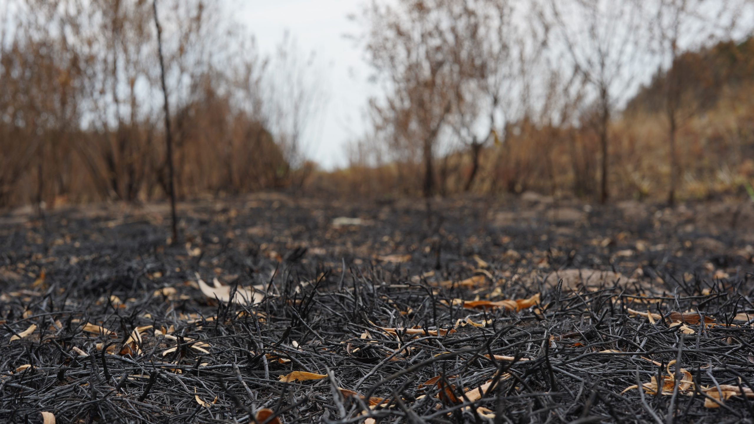 El incendio en el litoral consumió más de 20 mil hectáreas. Foto: Faustina Bartaburu