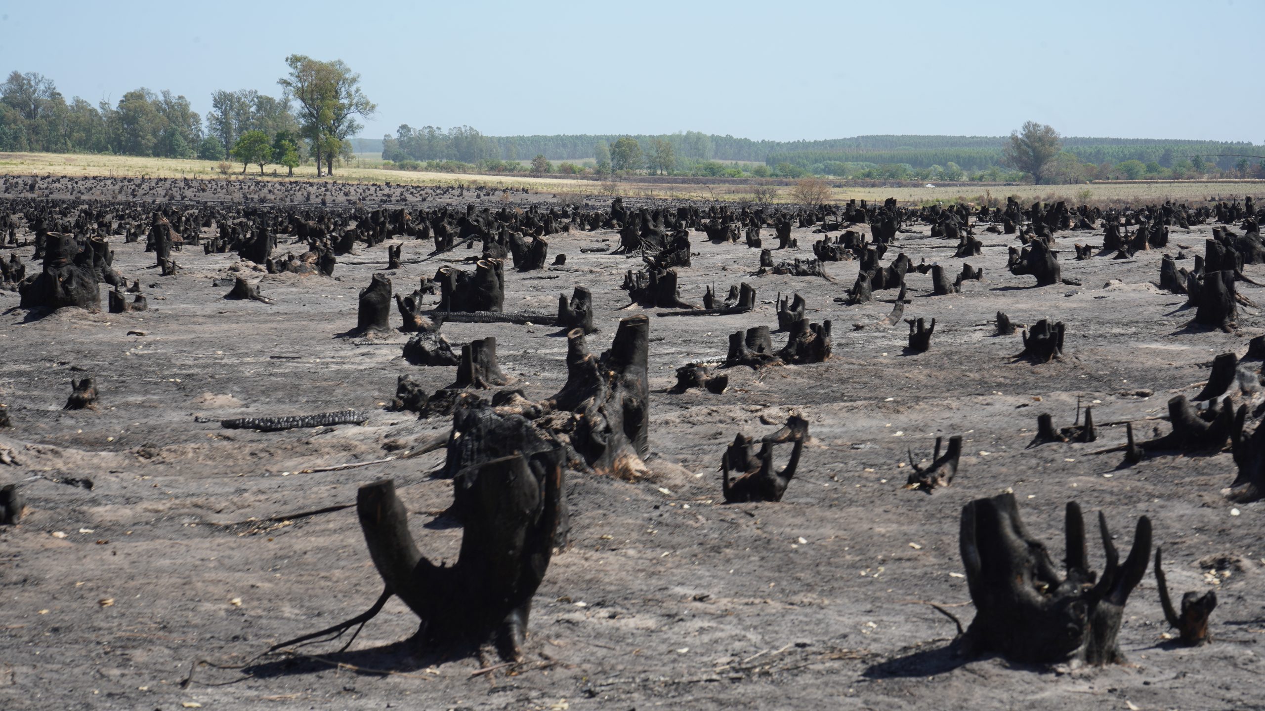 Varias hectáreas fueron las afectadas por el fuego. No quedó nada. Foto: Mateo Vázquez